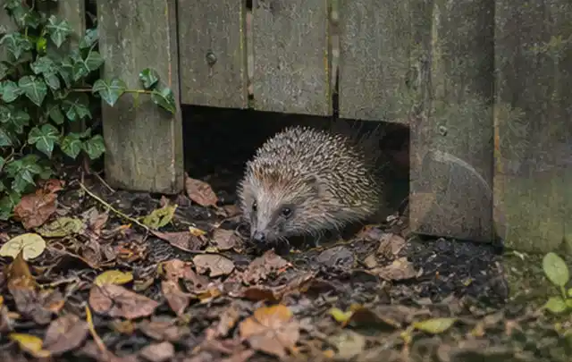 Igel nutzt einen bodennahen Durchgang unter einem hölzernen Gartenzaun; Thema Whirlpools, Schwerpunkt Dimensionierung; Ergebnis.
