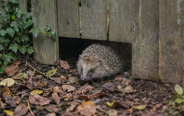 Igel nutzt einen bodennahen Durchgang unter einem hölzernen Gartenzaun; Thema Whirlpools, Schwerpunkt Ersatzteile; Umsetzung.