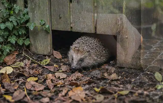 Igel nutzt einen bodennahen Durchgang unter einem hölzernen Gartenzaun; Thema Whirlpools, Schwerpunkt Gärten mit großer Fläche; Umsetzung.