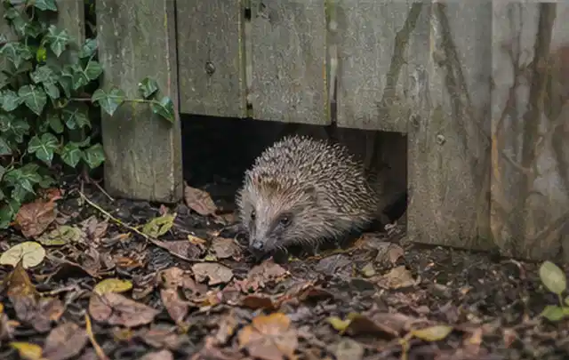 Igel nutzt einen bodennahen Durchgang unter einem hölzernen Gartenzaun; Thema Whirlpools, Schwerpunkt Gärten mit kleiner Fläche; Ergebnis.