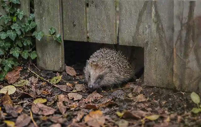 Igel nutzt einen bodennahen Durchgang unter einem hölzernen Gartenzaun; Thema Whirlpools, Schwerpunkt Kaufberatung; Ergebnis.
