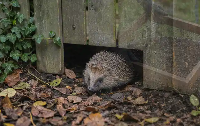 Igel nutzt einen bodennahen Durchgang unter einem hölzernen Gartenzaun; Thema Whirlpools, Schwerpunkt Kosten; Ergebnis.