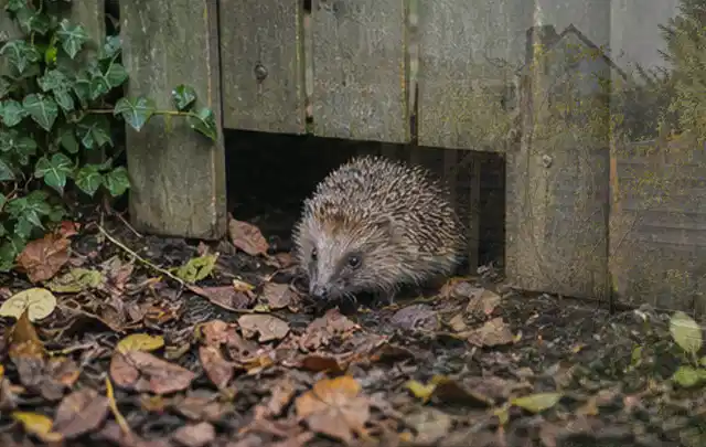 Igel nutzt einen bodennahen Durchgang unter einem hölzernen Gartenzaun; Thema Whirlpools, Schwerpunkt Nachhaltigkeit; Ausgangslage.