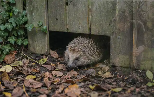 Igel nutzt einen bodennahen Durchgang unter einem hölzernen Gartenzaun; Thema Whirlpools, Schwerpunkt Pools; Ergebnis.