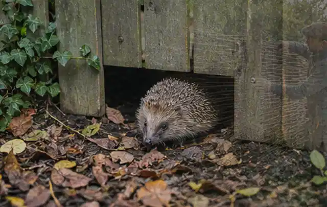Igel nutzt einen bodennahen Durchgang unter einem hölzernen Gartenzaun; Thema Whirlpools, Schwerpunkt Reinigung; Kontrolle.