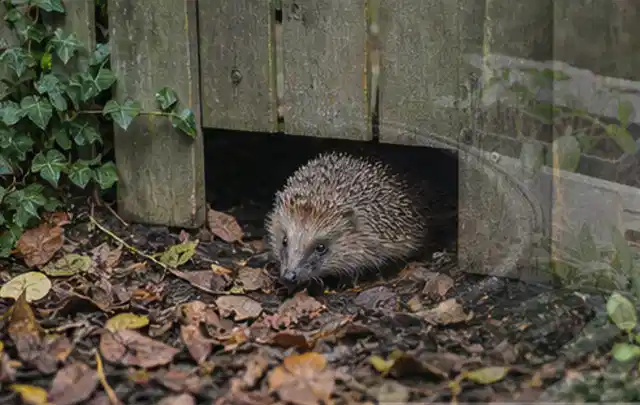 Igel nutzt einen bodennahen Durchgang unter einem hölzernen Gartenzaun; Thema Whirlpools, Schwerpunkt Reparatur; Ausgangslage.