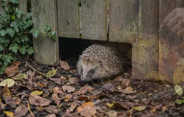 Igel nutzt einen bodennahen Durchgang unter einem hölzernen Gartenzaun; Thema Whirlpools, Schwerpunkt Sicherheit; Umsetzung.