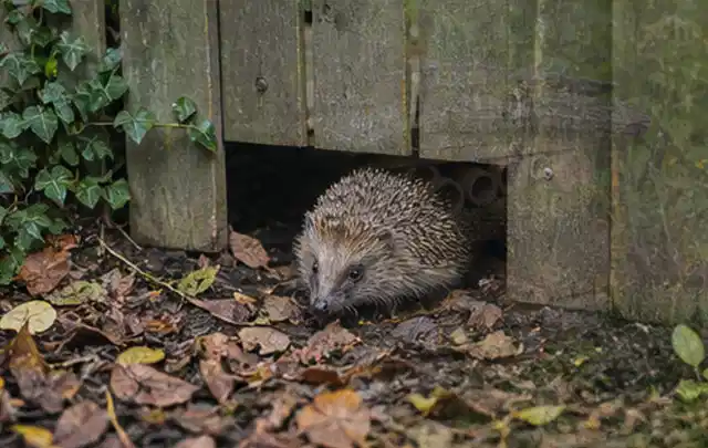 Igel nutzt einen bodennahen Durchgang unter einem hölzernen Gartenzaun; Thema Whirlpools, Schwerpunkt Systemvergleich; Ausgangslage.