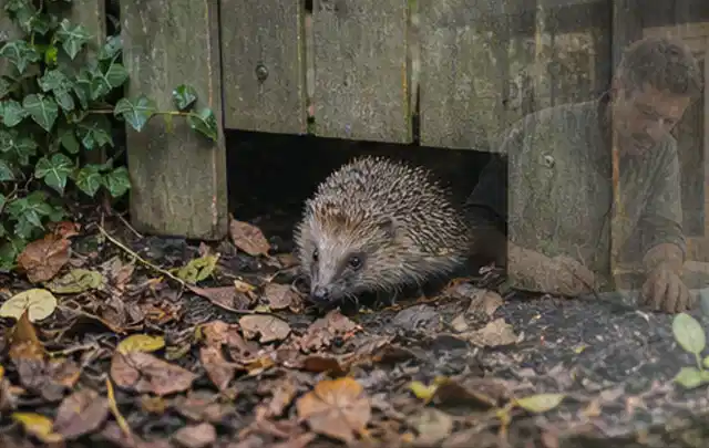 Igel nutzt einen bodennahen Durchgang unter einem hölzernen Gartenzaun; Thema Whirlpools, Schwerpunkt Vergleich; Umsetzung.