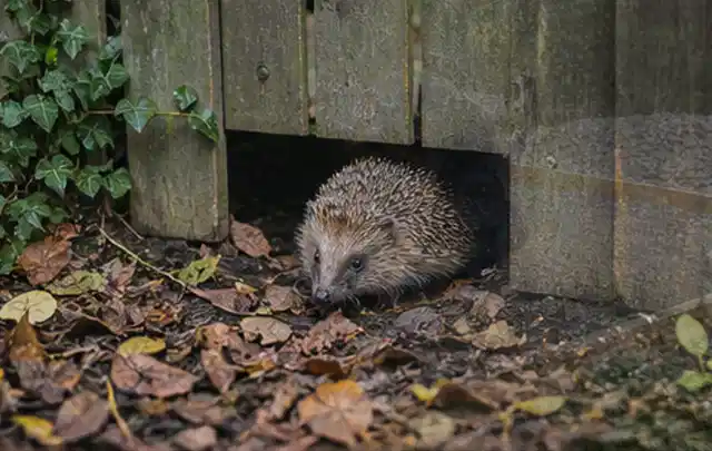 Igel nutzt einen bodennahen Durchgang unter einem hölzernen Gartenzaun; Thema Whirlpools, Schwerpunkt Wartung; Ausgangslage.
