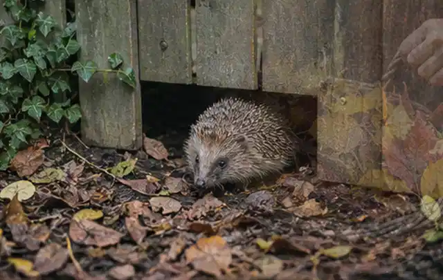 Igel nutzt einen bodennahen Durchgang unter einem hölzernen Gartenzaun; Thema Whirlpools, Schwerpunkt Winterlager; Kontrolle.