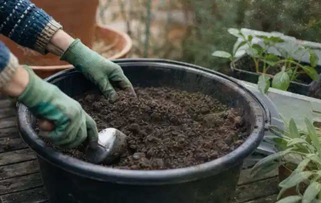 Behandschuhte Hände bereiten lockere Pflanzerde in einem großen Kübel vor; Thema Wildblumen, Schwerpunkt Bewässerung; Umsetzung.