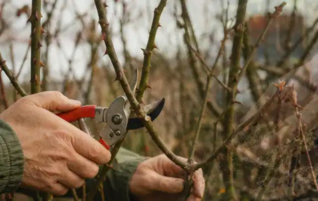 Hände schneiden einen älteren Rosenstrauch mit einer sauberen Gartenschere; Thema Wildblumen, Schwerpunkt Bewässerung; Kontrolle.