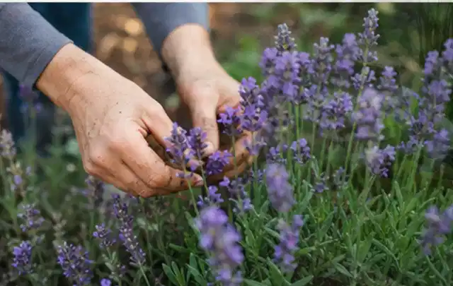 Hände pflegen blühenden Lavendel in einem natürlich angelegten Gartenbeet; Thema Wildblumen, Schwerpunkt Bewässerung; Praxisalltag.