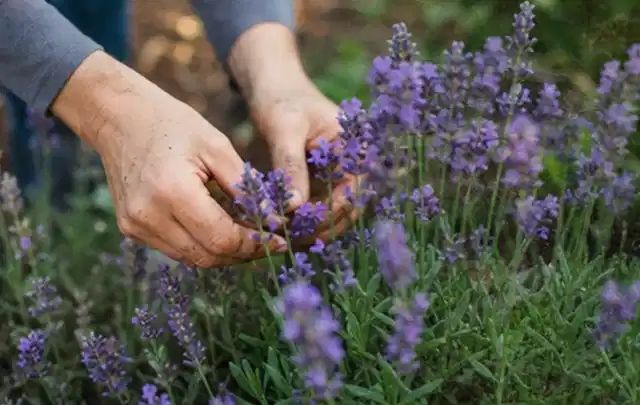 Hände pflegen blühenden Lavendel in einem natürlich angelegten Gartenbeet; Thema Wildblumen, Schwerpunkt Blumen; Kontrolle.
