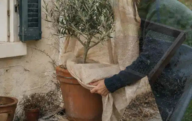 Person umhüllt eine mediterrane Kübelpflanze mit atmungsaktivem Winterschutz; Thema Wildblumen, Schwerpunkt Blumen; Ergebnis.