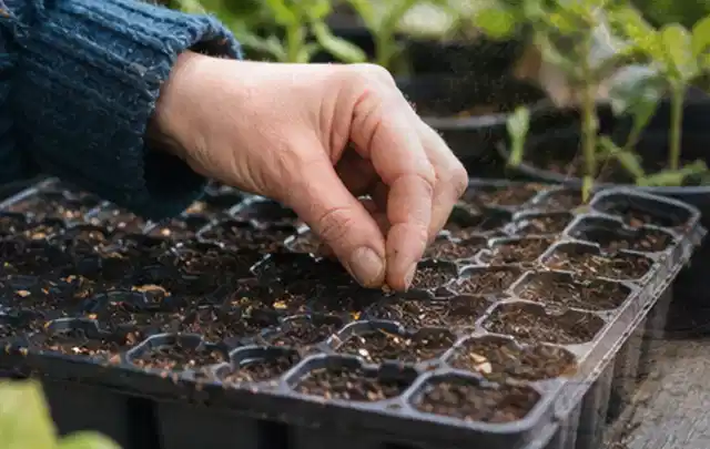 Hand legt einzelne Samen in vorbereitete Anzuchtschalen mit lockerer Erde; Thema Wildblumen, Schwerpunkt Boden; Kontrolle.
