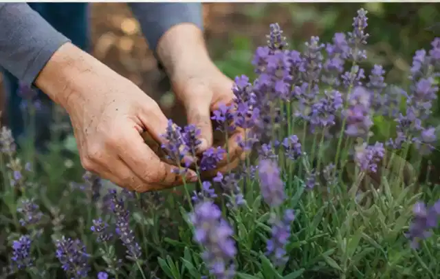 Hände pflegen blühenden Lavendel in einem natürlich angelegten Gartenbeet; Thema Wildblumen, Schwerpunkt Boden; Ergebnis.