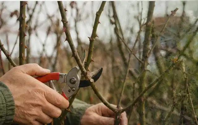 Hände schneiden einen älteren Rosenstrauch mit einer sauberen Gartenschere; Thema Wildblumen, Schwerpunkt Boden; Praxisalltag.