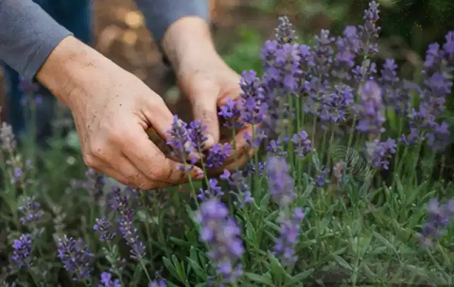 Hände pflegen blühenden Lavendel in einem natürlich angelegten Gartenbeet; Thema Wildblumen, Schwerpunkt Düngung; Umsetzung.
