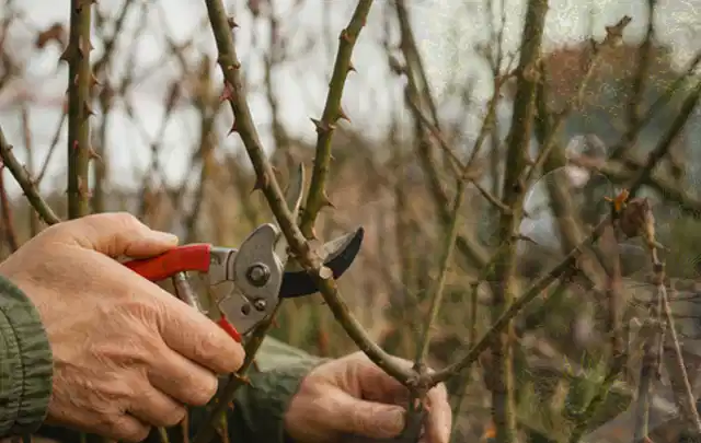 Hände schneiden einen älteren Rosenstrauch mit einer sauberen Gartenschere; Thema Wildblumen, Schwerpunkt Einsteigerwissen; Ausgangslage.