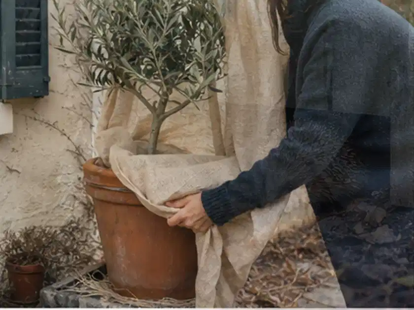 Person umhüllt eine mediterrane Kübelpflanze mit atmungsaktivem Winterschutz; Thema Wildblumen, Schwerpunkt Fehlerhilfe; Titelbild.