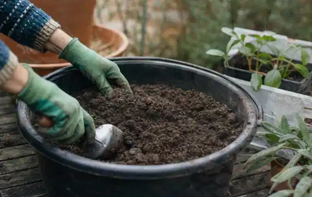 Behandschuhte Hände bereiten lockere Pflanzerde in einem großen Kübel vor; Thema Wildblumen, Schwerpunkt Fehlerhilfe; Ausgangslage.