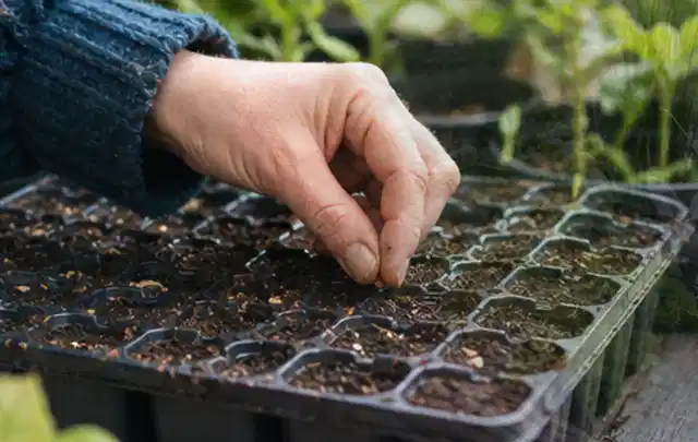 Hand legt einzelne Samen in vorbereitete Anzuchtschalen mit lockerer Erde; Thema Wildblumen, Schwerpunkt Fehlerhilfe; Umsetzung.