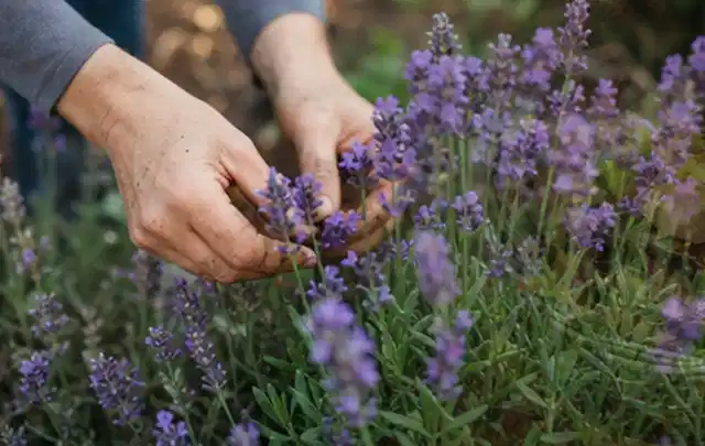 Hände pflegen blühenden Lavendel in einem natürlich angelegten Gartenbeet; Thema Wildblumen, Schwerpunkt Fehlerhilfe; Praxisalltag.