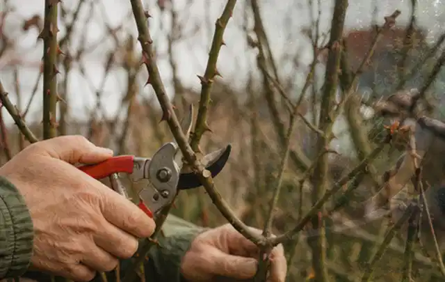 Hände schneiden einen älteren Rosenstrauch mit einer sauberen Gartenschere; Thema Wildblumen, Schwerpunkt Gartenpraxis; Ausgangslage.