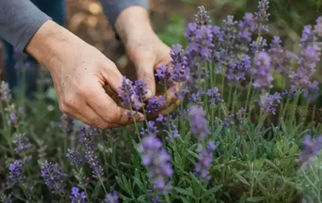 Hände pflegen blühenden Lavendel in einem natürlich angelegten Gartenbeet; Thema Wildblumen, Schwerpunkt Gartenpraxis; Umsetzung.