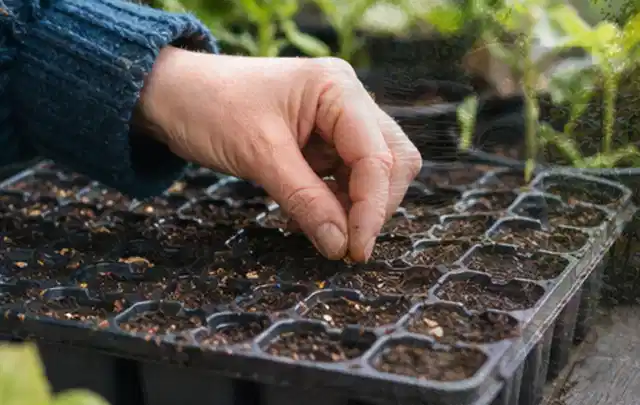 Hand legt einzelne Samen in vorbereitete Anzuchtschalen mit lockerer Erde; Thema Wildblumen, Schwerpunkt Jahrespflege; Ausgangslage.