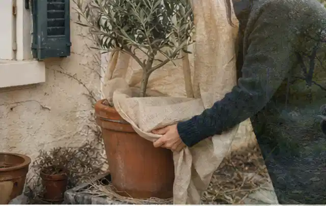 Person umhüllt eine mediterrane Kübelpflanze mit atmungsaktivem Winterschutz; Thema Wildblumen, Schwerpunkt Jahrespflege; Umsetzung.