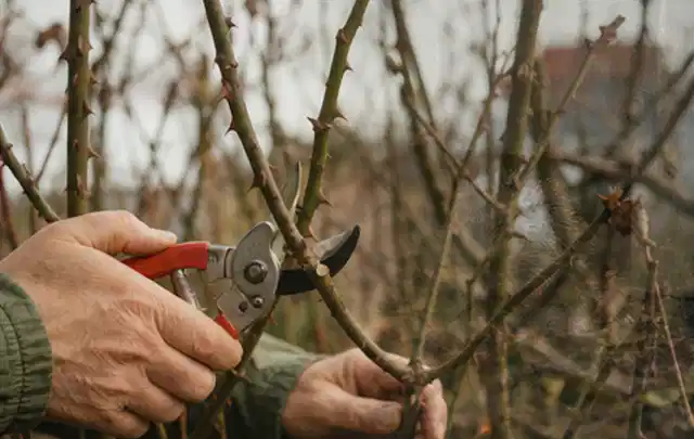 Hände schneiden einen älteren Rosenstrauch mit einer sauberen Gartenschere; Thema Wildblumen, Schwerpunkt Kaufberatung; Umsetzung.