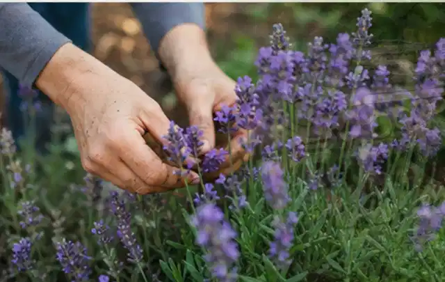 Hände pflegen blühenden Lavendel in einem natürlich angelegten Gartenbeet; Thema Wildblumen, Schwerpunkt Kaufberatung; Kontrolle.