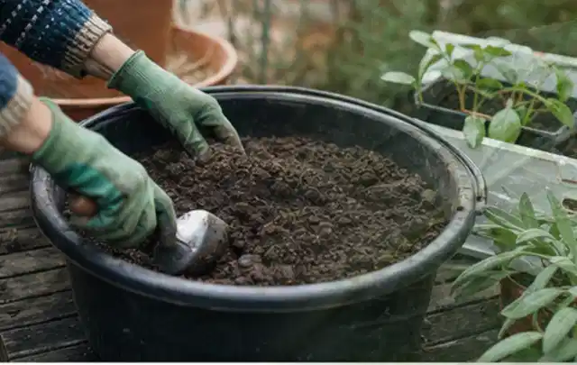 Behandschuhte Hände bereiten lockere Pflanzerde in einem großen Kübel vor; Thema Wildblumen, Schwerpunkt Pflanzengesundheit; Praxisalltag.