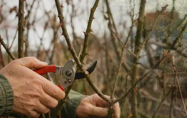 Hände schneiden einen älteren Rosenstrauch mit einer sauberen Gartenschere; Thema Wildblumen, Schwerpunkt Pflanzenschutz; Umsetzung.
