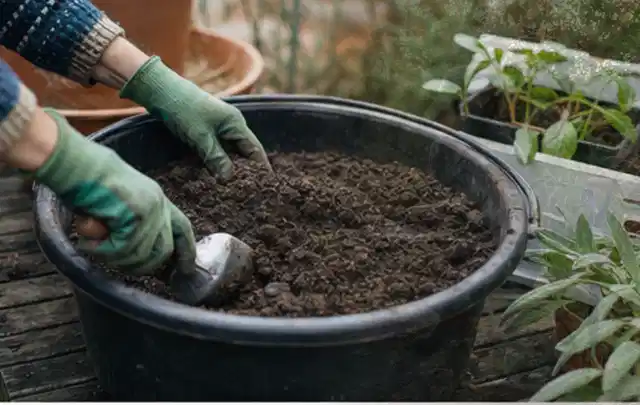 Behandschuhte Hände bereiten lockere Pflanzerde in einem großen Kübel vor; Thema Wildblumen, Schwerpunkt Pflanzenschutz; Ergebnis.