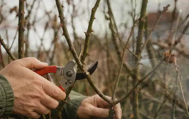 Hände schneiden einen älteren Rosenstrauch mit einer sauberen Gartenschere; Thema Wildblumen, Schwerpunkt Pflanzpartner; Umsetzung.