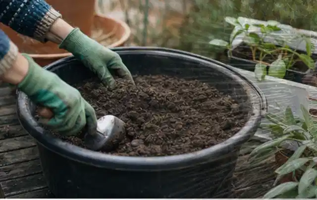 Behandschuhte Hände bereiten lockere Pflanzerde in einem großen Kübel vor; Thema Wildblumen, Schwerpunkt Pflanzpartner; Kontrolle.