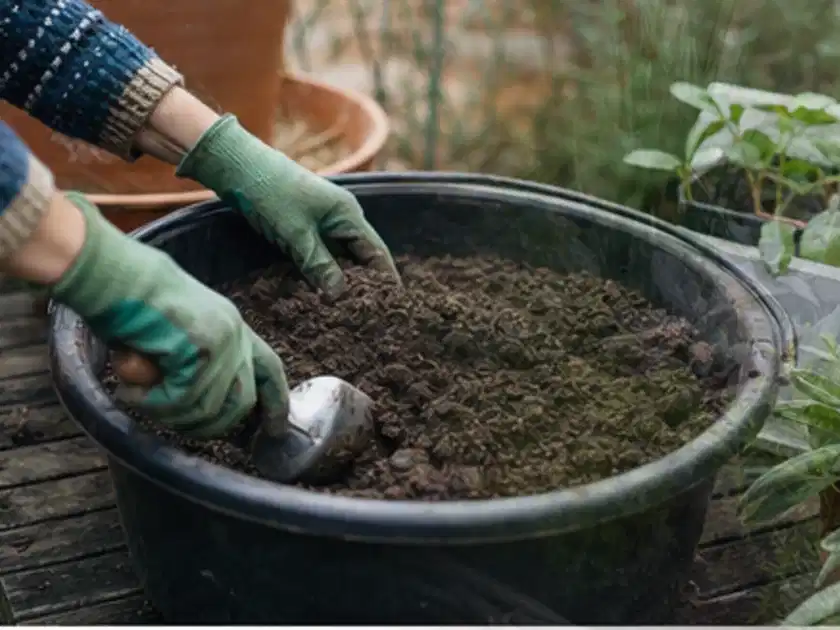Behandschuhte Hände bereiten lockere Pflanzerde in einem großen Kübel vor; Thema Wildblumen, Schwerpunkt Rückschnitt; Titelbild.