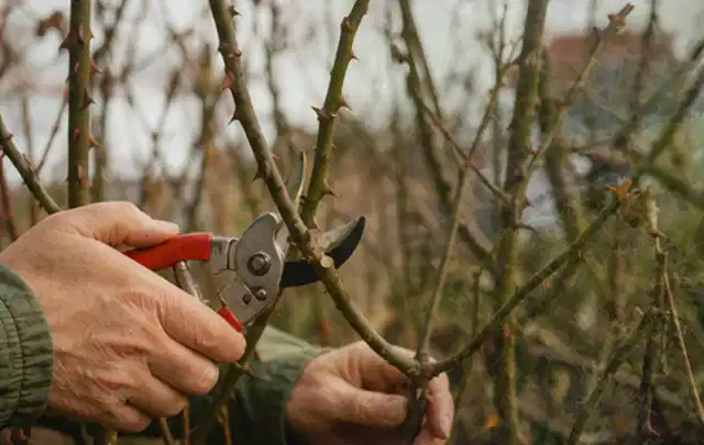 Hände schneiden einen älteren Rosenstrauch mit einer sauberen Gartenschere; Thema Wildblumen, Schwerpunkt Rückschnitt; Ausgangslage.