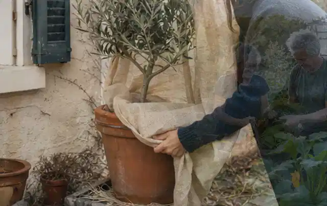 Person umhüllt eine mediterrane Kübelpflanze mit atmungsaktivem Winterschutz; Thema Wildblumen, Schwerpunkt Rückschnitt; Kontrolle.