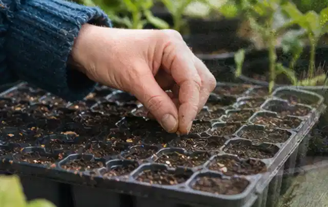 Hand legt einzelne Samen in vorbereitete Anzuchtschalen mit lockerer Erde; Thema Wildblumen, Schwerpunkt Rückschnitt; Ergebnis.