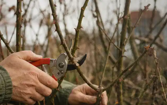 Hände schneiden einen älteren Rosenstrauch mit einer sauberen Gartenschere; Thema Wildblumen, Schwerpunkt Sortenwahl; Umsetzung.