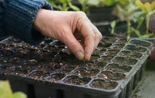 Hand legt einzelne Samen in vorbereitete Anzuchtschalen mit lockerer Erde; Thema Wildblumen, Schwerpunkt Sortenwahl; Kontrolle.