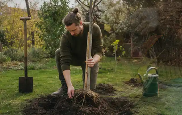 Person setzt einen jungen Zierbaum in ein vorbereitetes Pflanzloch im Garten; Thema Wildblumen, Schwerpunkt Sortenwahl; Ergebnis.