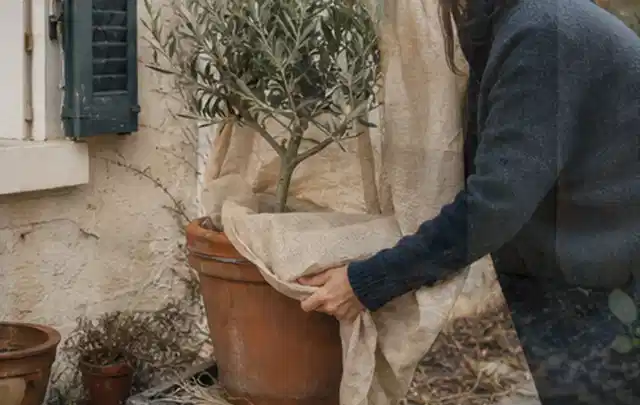 Person umhüllt eine mediterrane Kübelpflanze mit atmungsaktivem Winterschutz; Thema Wildblumen, Schwerpunkt Standort; Kontrolle.