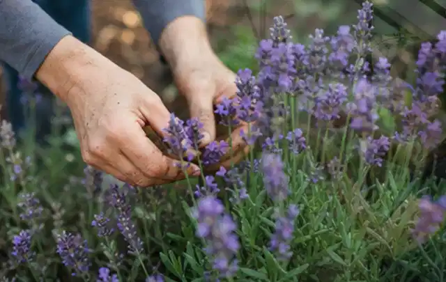 Hände pflegen blühenden Lavendel in einem natürlich angelegten Gartenbeet; Thema Wildblumen, Schwerpunkt Standort; Ergebnis.