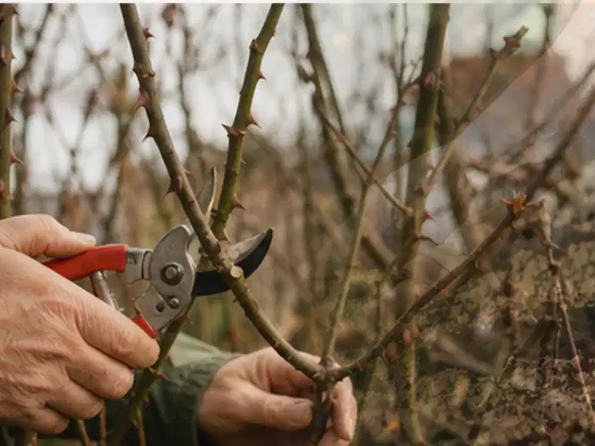Hände schneiden einen älteren Rosenstrauch mit einer sauberen Gartenschere; Thema Wildblumen, Schwerpunkt Topfkultur; Titelbild.